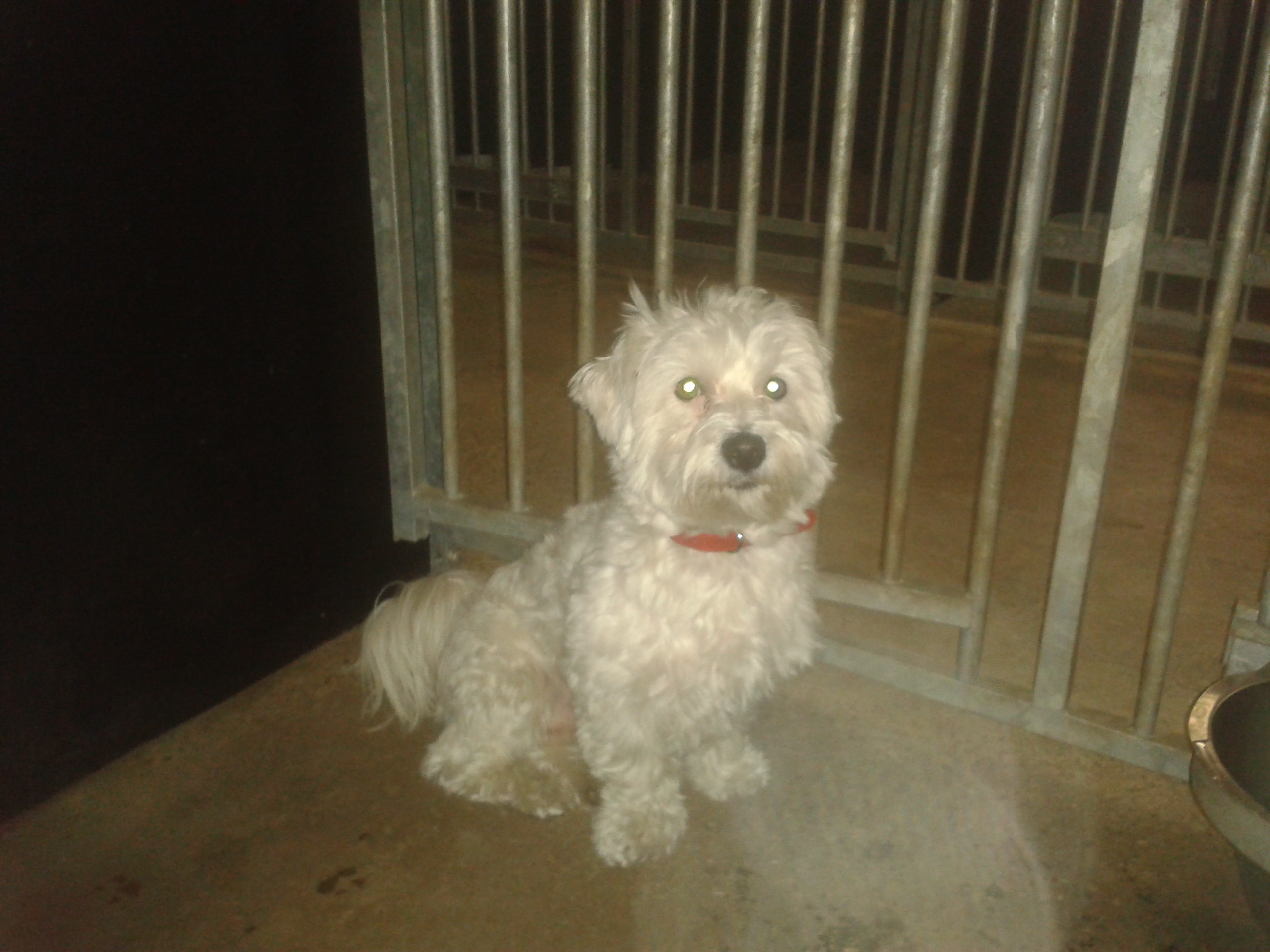 Toby